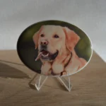 Labrador pet dog photo